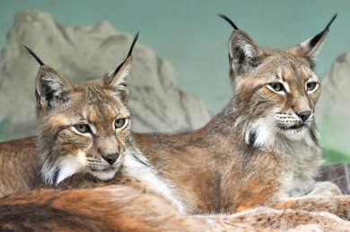 Natura, aperta la nuova area delle linci al Bioparco di Roma