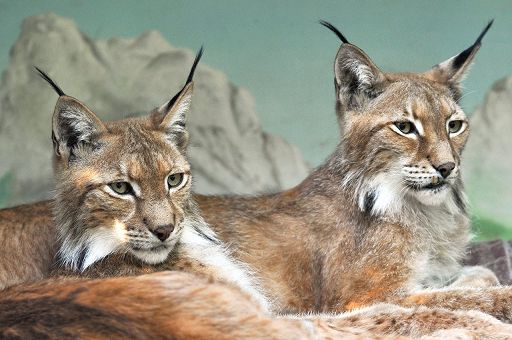Natura, aperta la nuova area delle linci al Bioparco di Roma