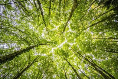 Cia: destinare quota proventi Ets a forestazione urbana diffusa