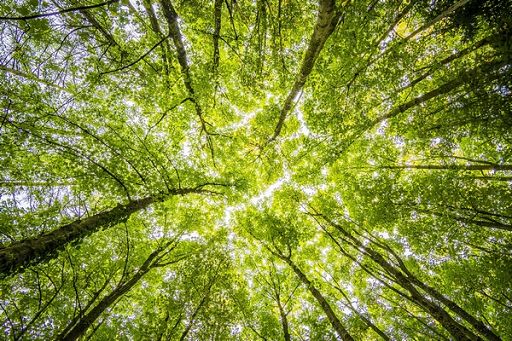 Cia: destinare quota proventi Ets a forestazione urbana diffusa