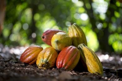 Giornata mondiale cacao, 90% produzione in solo 9 nazioni
