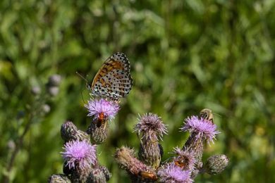 Mutti con il Wwf crea l’Oasi affiliata di Montechiarugolo