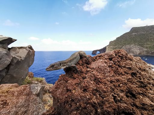 Lucertola delle Eolie a rischio estinzione, appello urgente al Governo Lucertola delle Eolie a rischio estinzione, appello urgente al Governo