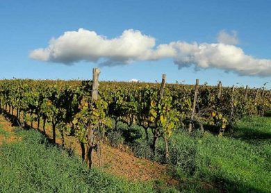 BESS a Suvereto, Consorzio Vini: regole contro impatto di più impianti