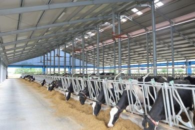 Confcooperative: bene cambio passo Bruxelles su zootecnia