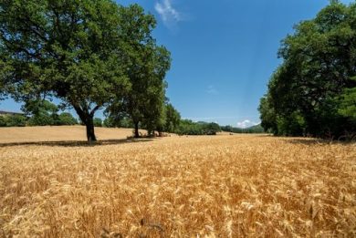 Confagri: allarmano prezzi grano duro, si produce in perdita