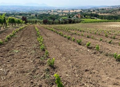 Mastroberardino impianta a Mirabella Eclano il futuro dell’Aglianico