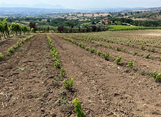 Mastroberardino impianta a Mirabella Eclano il futuro dell’Aglianico