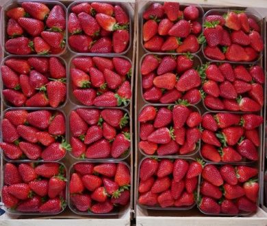 Fragole e piccoli frutti, in Val Venosta produzione in crescita
