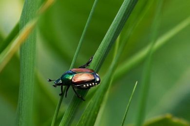 Cresce nell’alessandrino l’allerta per il coleottero giapponese