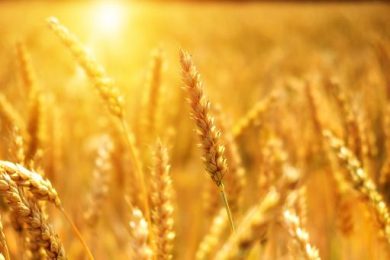 Raccolto nazionale grano duro a 4,1 mln ton., -6% sul 2025