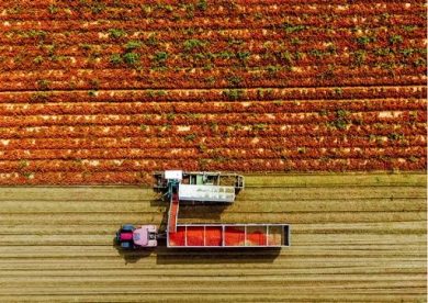 Il caldo pesa sulla spesa di luglio: pomodori all’ingrosso -4%