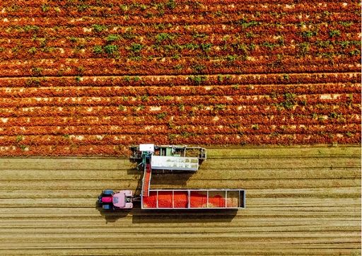 Pomodoro da industria, stime produzione +4% sul 2025