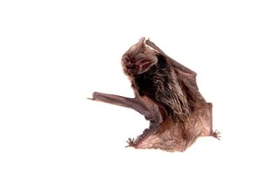 Cnr: Ritrovato a Roma il barbastello, una specie rarissima di pipistrello