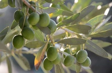 A settore olivicolo 1,9 miliardi di euro di risorse dal 2023