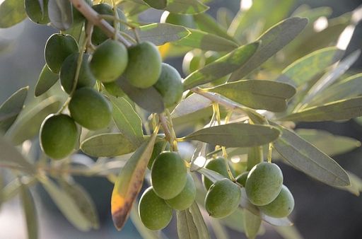 A settore olivicolo 1,9 miliardi di euro di risorse dal 2023