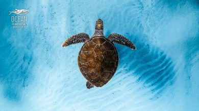 Decimo “Ocean Film Festival World Tour Italia”, al via il 14 ottobre