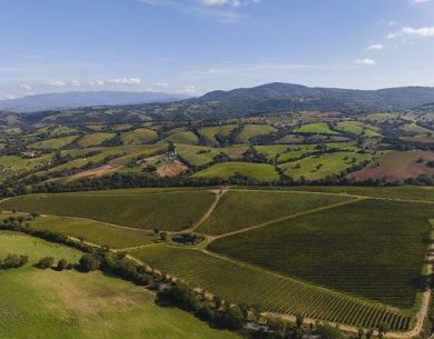 Consorzio Vini Maremma Toscana: stop a 1% annuo e estirpazioni mirate