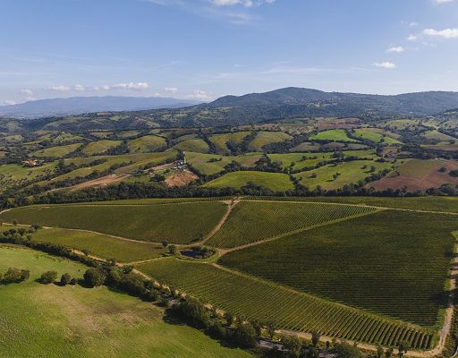 Consorzio Vini Maremma Toscana: stop a 1% annuo e estirpazioni mirate