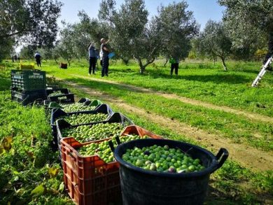 Lollobrigida: a breve circolare stop blending olio extravergine