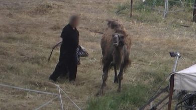 Maltrattamenti e condizioni estreme per animali in un Circo del Lazio