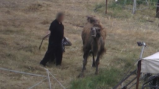 Maltrattamenti e condizioni estreme per animali in un Circo del Lazio