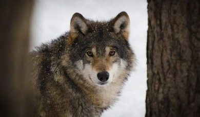 Dal Piemonte 740mila euro a aziende agricole contro attacchi lupo