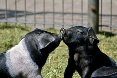 Consorzio Cinta Senese: intervenire a tutela Cinta Senese Dop