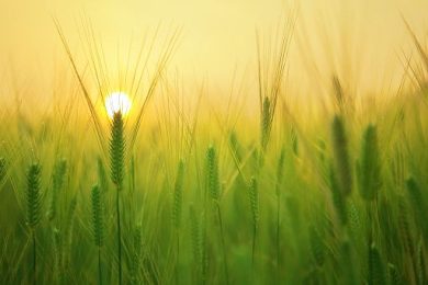 Confagricoltura propone un fondo straordinario per grano duro