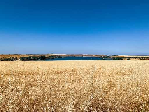 Italmopa: per frumento tenero in 2026 incremento volumi del 10%