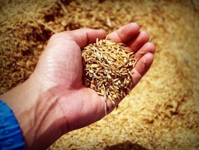 Al via oggi bando Confagricoltura ‘Coltiviamo agricoltura sociale’