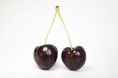Ciliegia di Vignola Igp, produzione in aumento del 25%