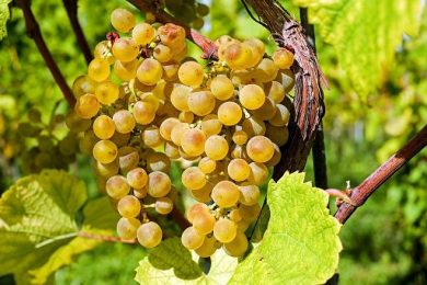 Coldiretti: domani al via vendemmia in anticipo in Oltrepò Pavese