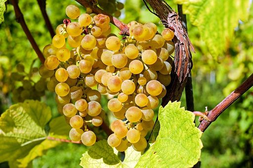 Coldiretti: domani al via vendemmia in anticipo in Oltrepò Pavese Coldiretti: domani al via vendemmia in anticipo in Oltrepò Pavese