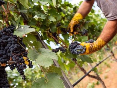 Coldiretti: vendemmia al via con 10 giorni anticipo per il caldo