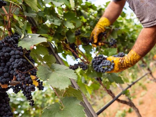 Coldiretti: vendemmia al via con 10 giorni anticipo per il caldo