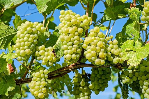 Assoenologi e Uiv: clima troppo variabile, sospese stime vendemmia Assoenologi e Uiv: clima troppo variabile, sospese stime vendemmia