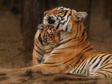Wwf, Il 29 luglio è la Giornata Mondiale della Tigre