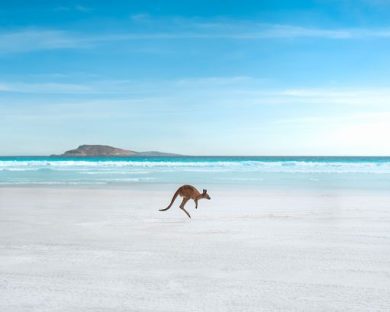 Western Australia, cinque incontri con la fauna del continente
