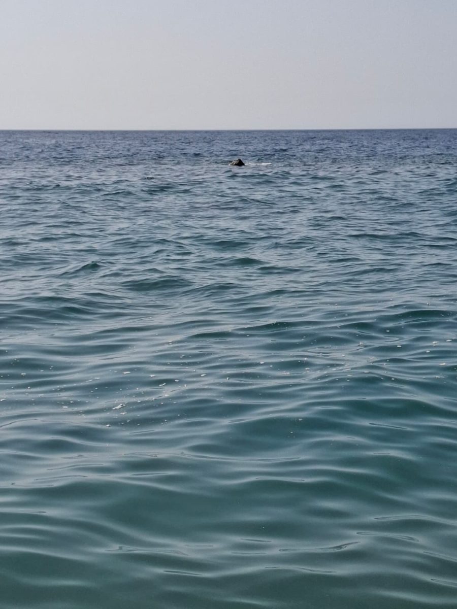 FOTO | Mare sporco e schiuma a Sant’Alessio Siculo: è di nuovo allarme inquinamento sulla costa FOTO | Mare sporco e schiuma a Sant’Alessio Siculo: è di nuovo allarme inquinamento sulla costa