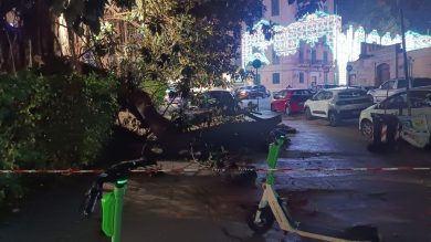 VIDEO | Grosso albero cade non lontano dal Tribunale di Palermo, le immagini