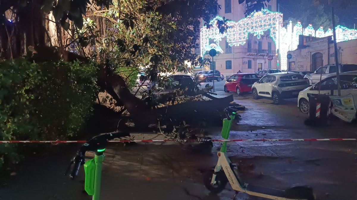 VIDEO | Grosso albero cade non lontano dal Tribunale di Palermo, le immagini