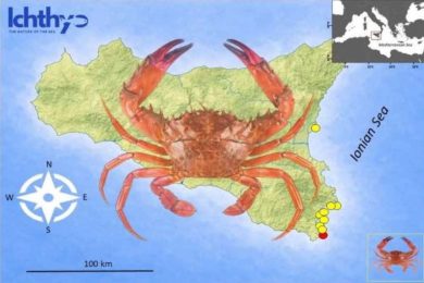 Dal granchio rosso al pesce scorpione, crescono gli avvistamenti delle specie aliene in Sicilia: le cause e le zone più coinvolte