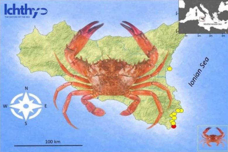 Dal granchio rosso al pesce scorpione, crescono gli avvistamenti delle specie aliene in Sicilia: le cause e le zone più coinvolte