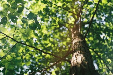 CleanUp Sicily, tutelare il verde urbano di Catania con “Adotta un albero”: il progetto pilota