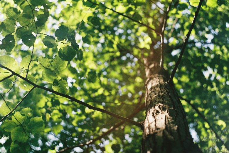 CleanUp Sicily, tutelare il verde urbano di Catania con “Adotta un albero”: il progetto pilota