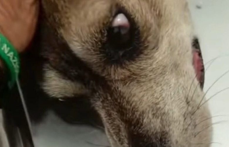Morte piccola cagnolina Betty Boop: proprietaria aveva compiuto gesto simile nel 2020