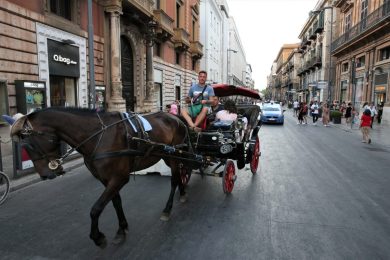 Basta carrozze con cavalli e tutela per tutti gli animali, il Comune di Palermo approva il “Regolamento Animale”
