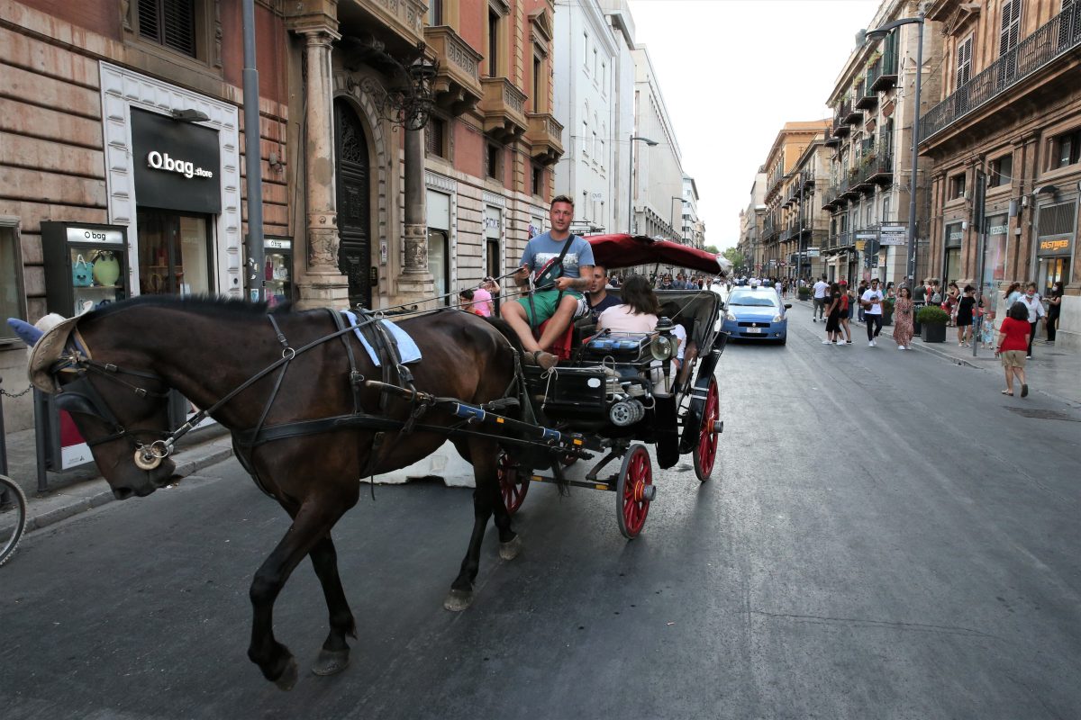 Basta carrozze con cavalli e tutela per tutti gli animali, il Comune di Palermo approva il “Regolamento Animale”