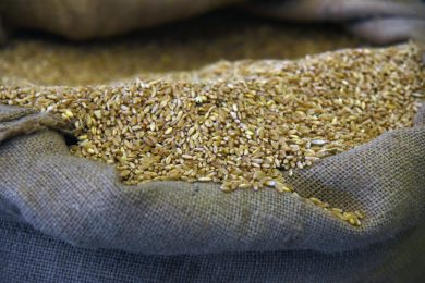 Agricoltura, cento milioni per aiutare il grano duro siciliano: la proposta all’Ars di Sud chiama Nord